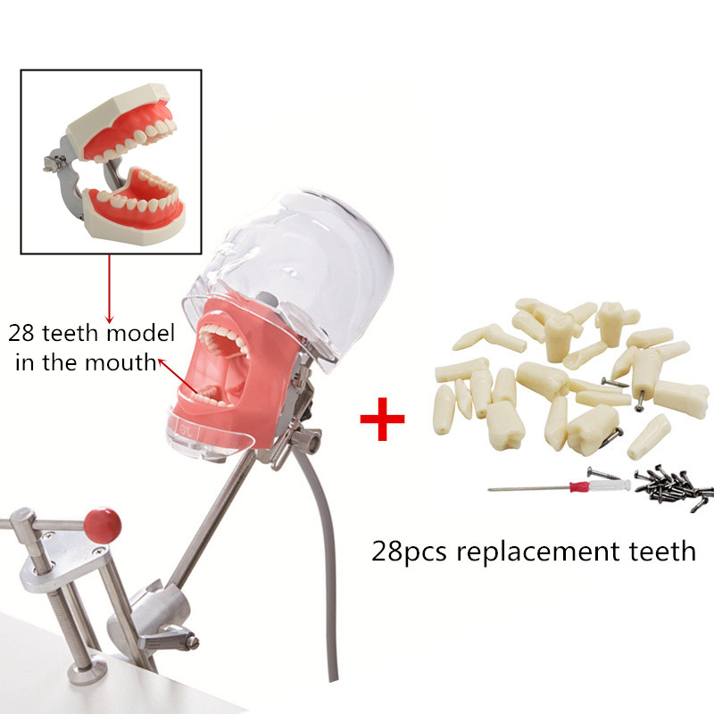 Equipo De Odontología Simulador Dental Simple Cabeza Modelo Manikin