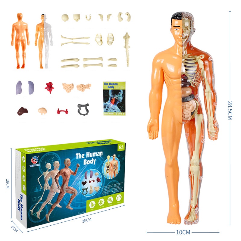 MODELO DE TORSO DEL CUERPO HUMANO 3D PARA NIÑOS MODELO DE ANATOMÍA