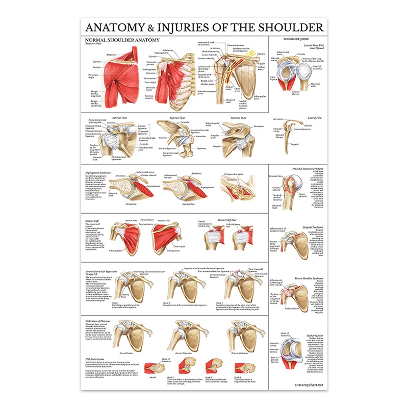 Sistema Muscular Anatomía Póster Gráfico Educación Del Cuerpo Humano