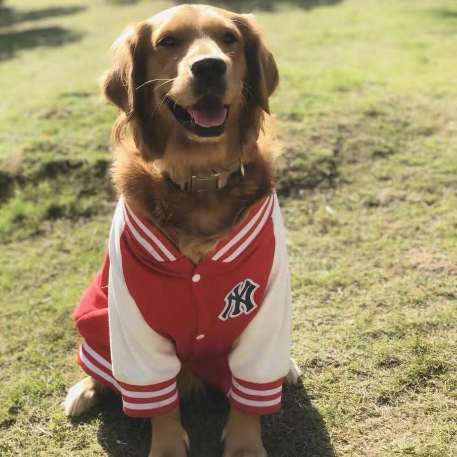 Ropa Para Perros Grande De Labrador Primavera Otono Influencer Uniforme De Beisbol Golden Retriever Shopee Mexico