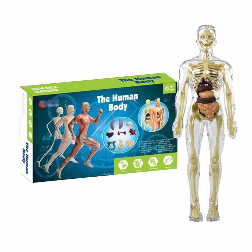 Mini 3D Miniature Human Body Model Anatomy Display Organ Assembly Human