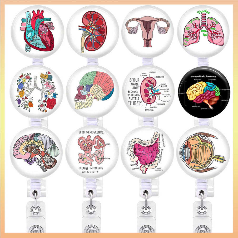 Corazón , Bazo , Pulmones , Corpiñoen , Y Los Órganos Del Intestino ...