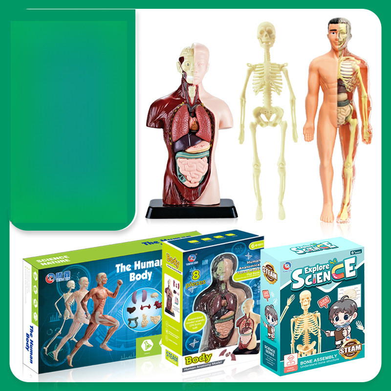 Modelo Anatómico 3D Del Cuerpo Humano – Esqueleto Y órganos Extraíbles De ABS Para Educación STEM (versión Brillo En La Oscuridad)