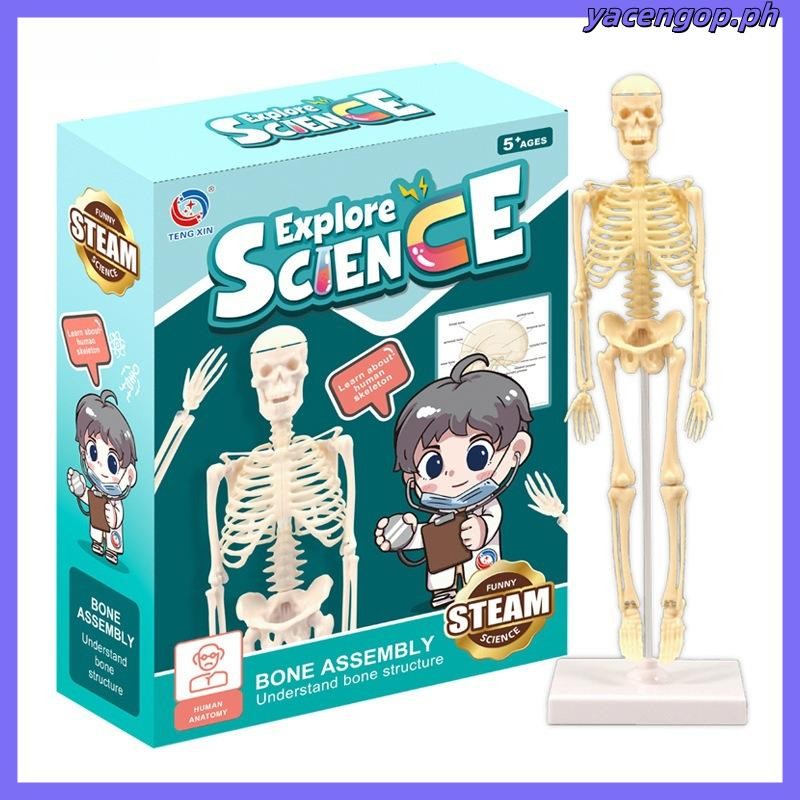 Modelo De Anatomía Humana 3D Para Niños – Torso Desmontable Con Órganos Y Huesos, Ideal Para Aprender En Casa O En El Aula