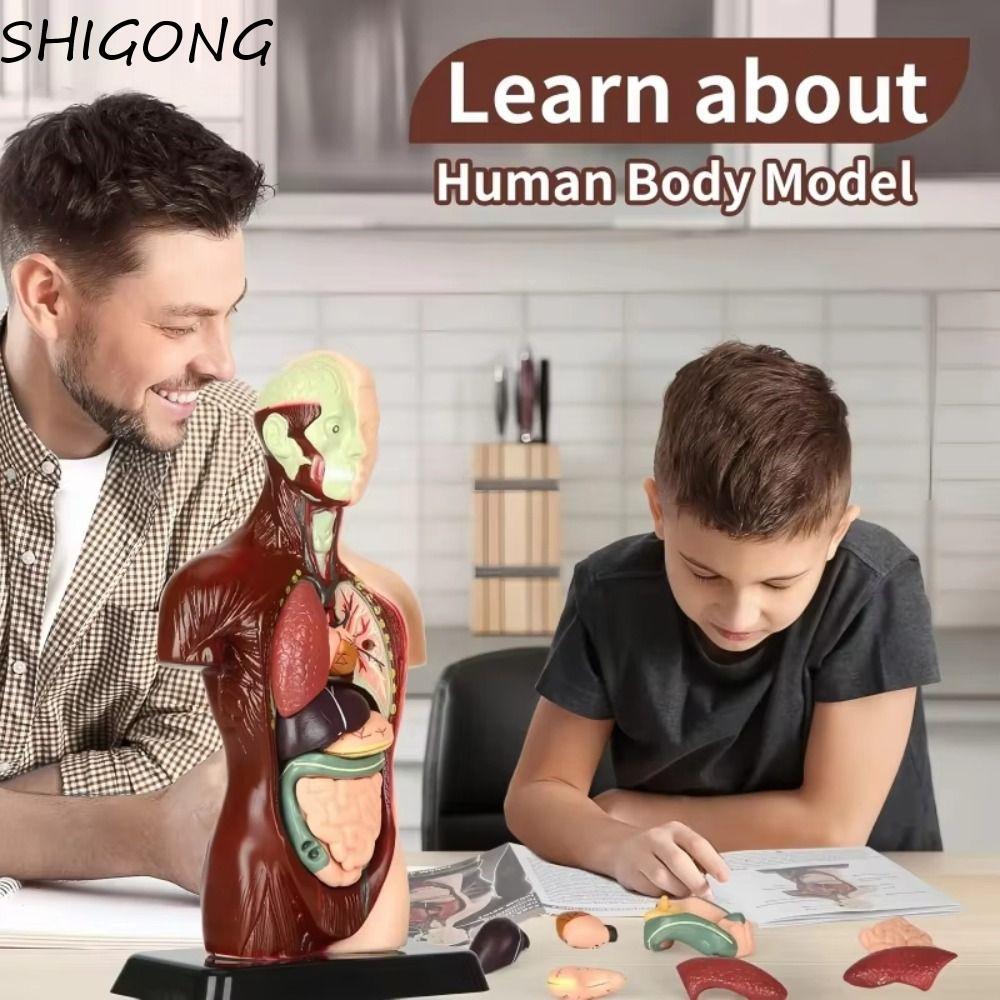 Modelo anatómico 3D Modelos de corazón humano, torso y esqueleto Kit de aprendizaje para niños 3 piezas Modelo anatómico práctico Herramientas de